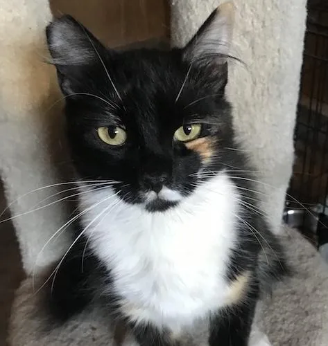 An adult medium-sized female Calico cat named Pretty Girl for adoption in North Highlands, CA