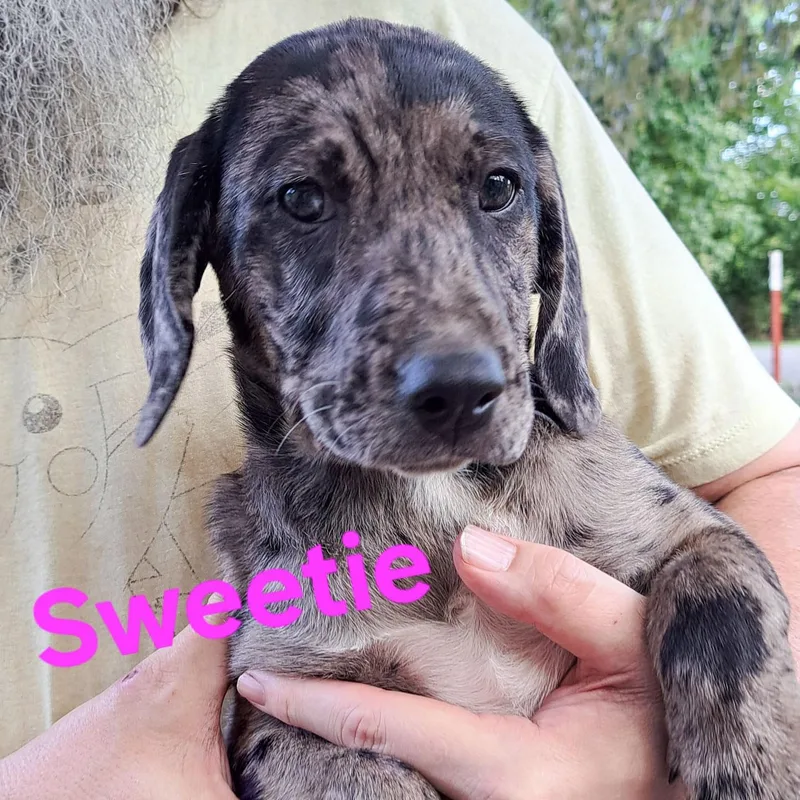 Sweetie