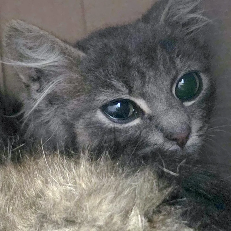 A baby small-sized male Domestic Medium Hair cat named Gollum for adoption in Providence, RI