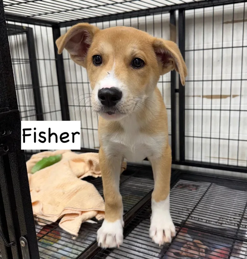 Fisher thumbnail 3
