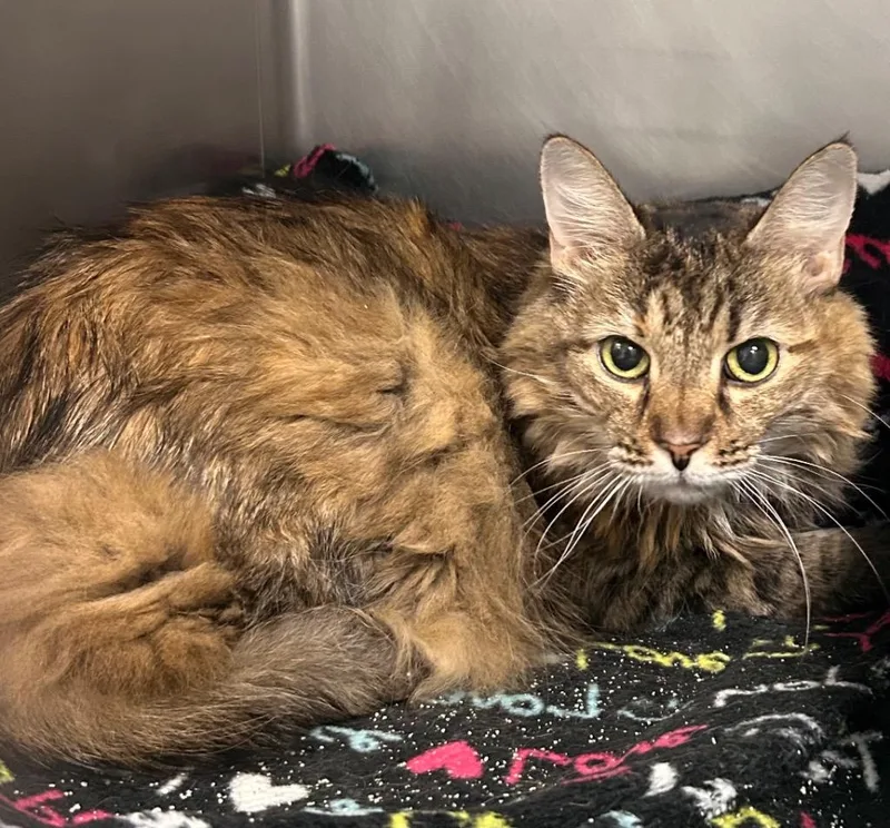 A young large-sized female Domestic Long Hair cat named Gretel for adoption in New Manchester, WV