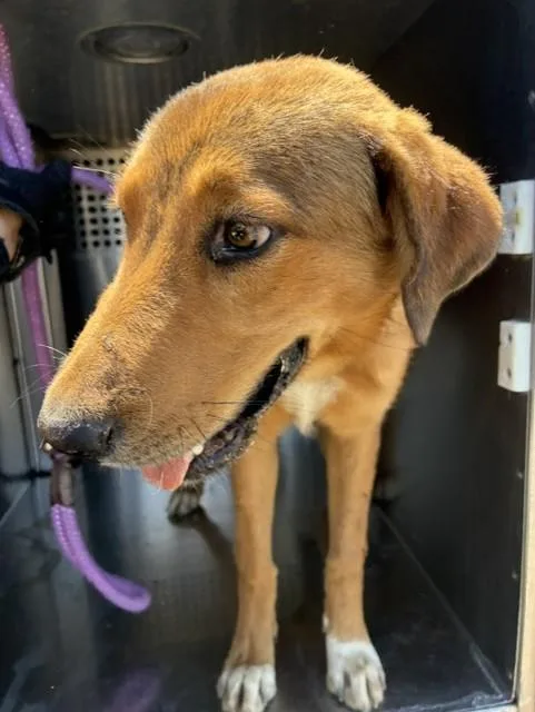 A young large-sized male Redbone Coonhound dog named Copper for adoption in Phoenix, AZ