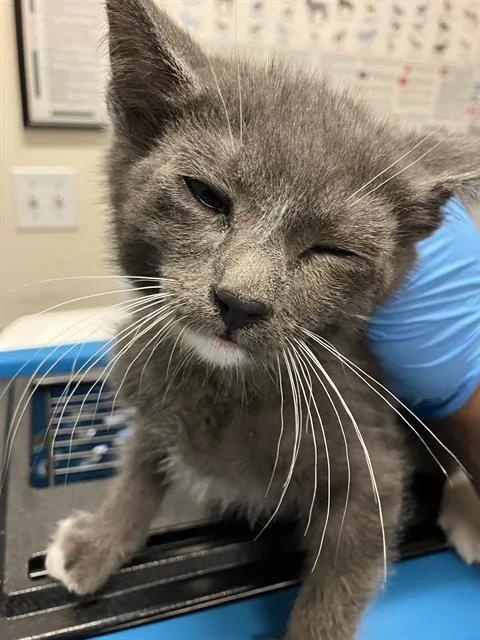 A baby small-sized male Domestic Short Hair cat named Louis for adoption in Long Beach, CA