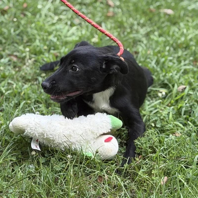 A baby medium-sized female Black Labrador Retriever dog named Potato for adoption in Locust Fork, AL