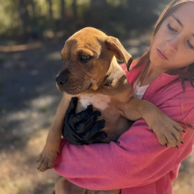 A baby large-sized male Mastiff dog named Dean for adoption in Tacoma, WA