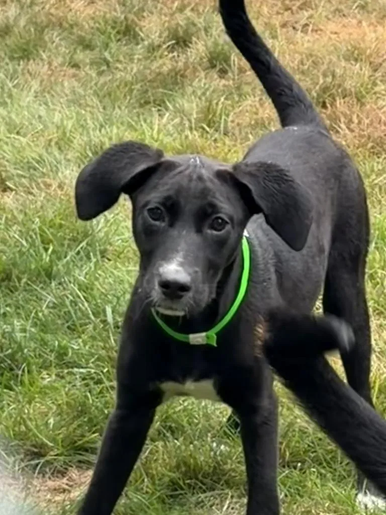A baby medium-sized female Mixed Breed dog named Lily for adoption in Amery, WI