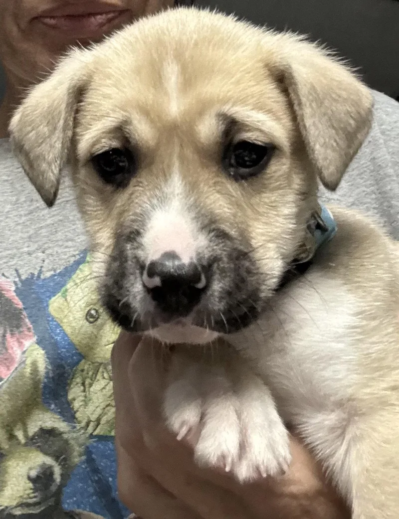 A baby large-sized male Pit Bull Terrier dog named Tillery for adoption in Holly Springs, NC
