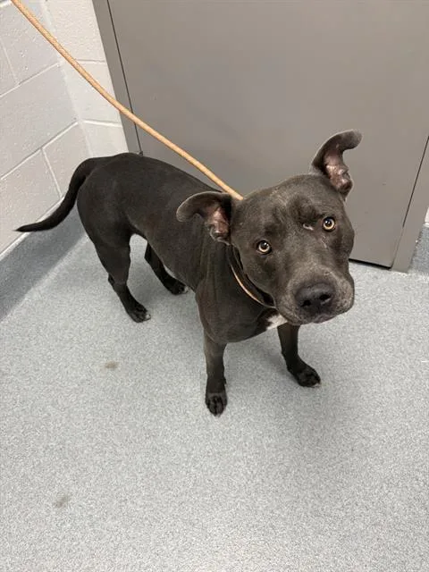 A young large-sized male Pit Bull Terrier dog named Meelo for adoption in Indianapolis, IN