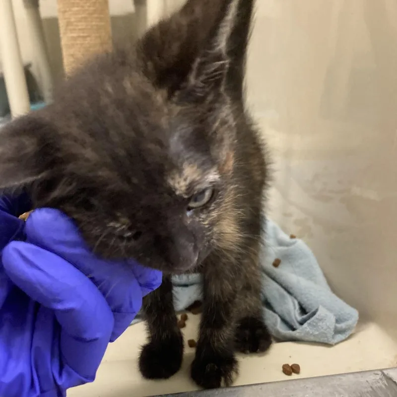A baby small-sized female Tortoiseshell Domestic Short Hair cat named Mozzarella for adoption in St. Helena, CA