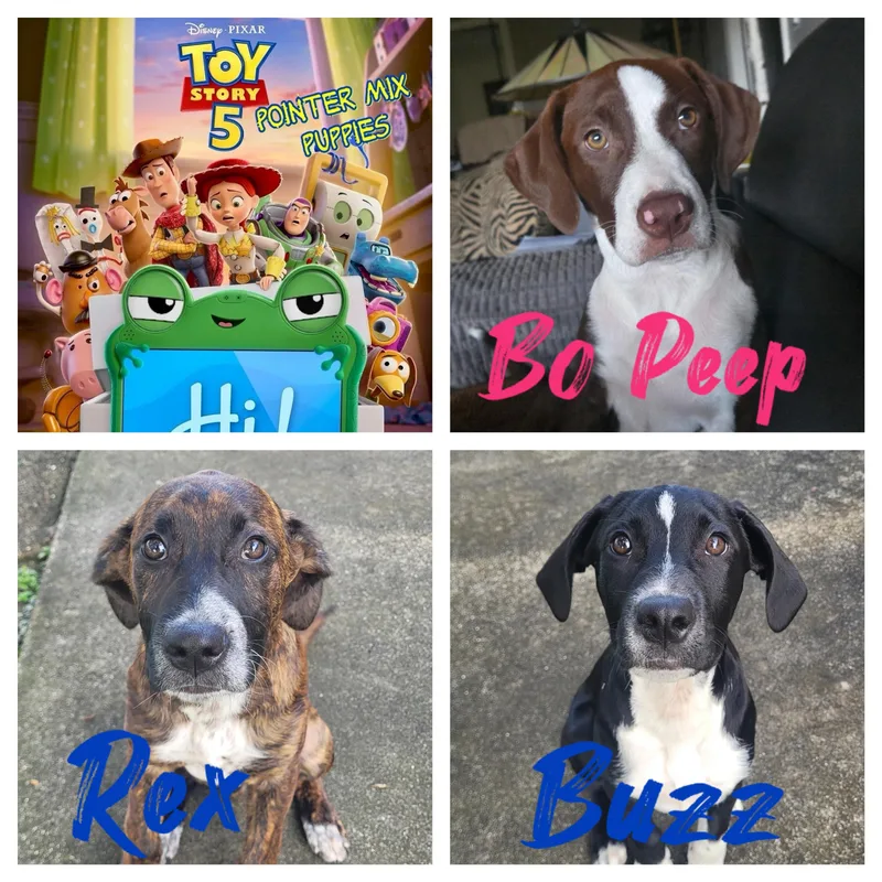 A baby medium-sized female Pointer dog named Toy Story for adoption in Port Saint Lucie, FL