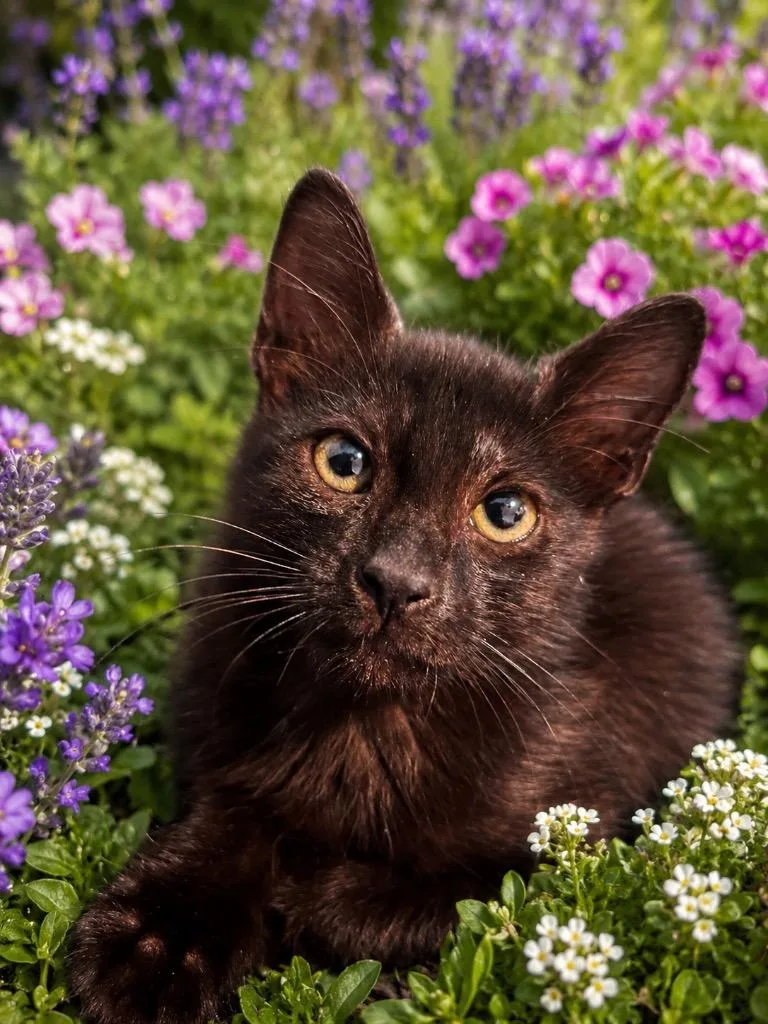 A baby medium-sized female Domestic Short Hair cat named Moxi for adoption in Tampa, FL