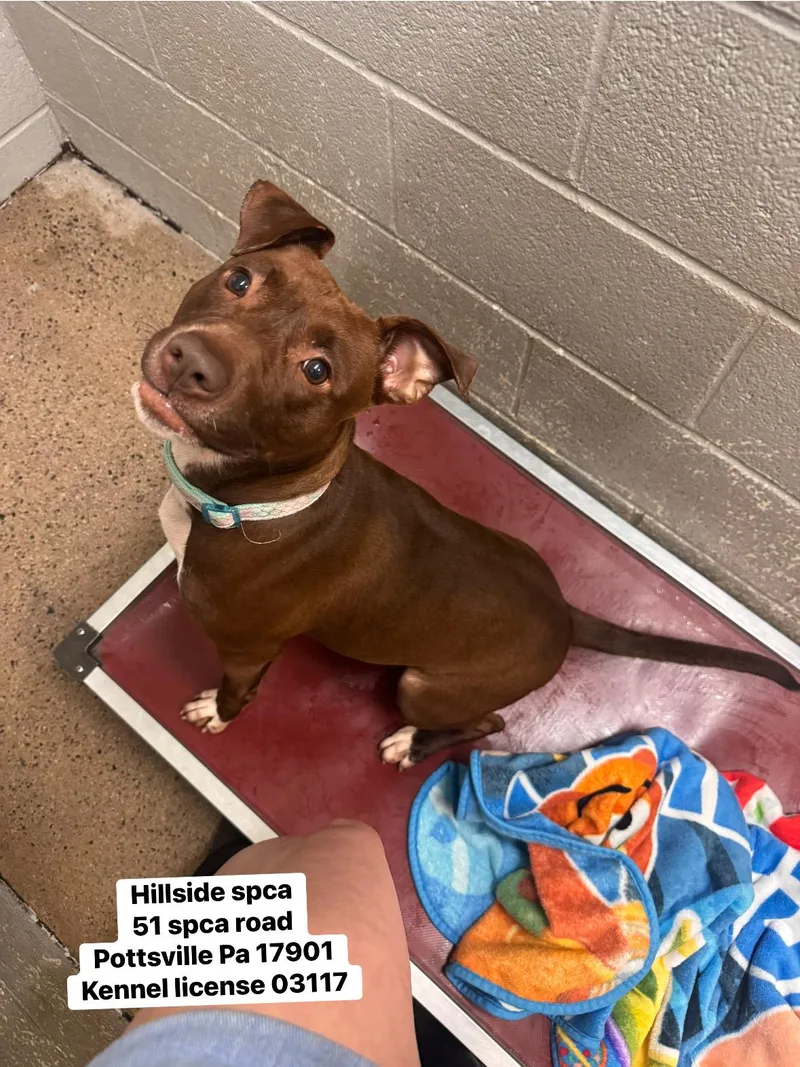 A young medium-sized female Brown / Chocolate Terrier dog named Rosie for adoption in Pottsville, PA