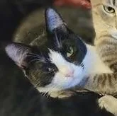 Rebel thumbnail 6