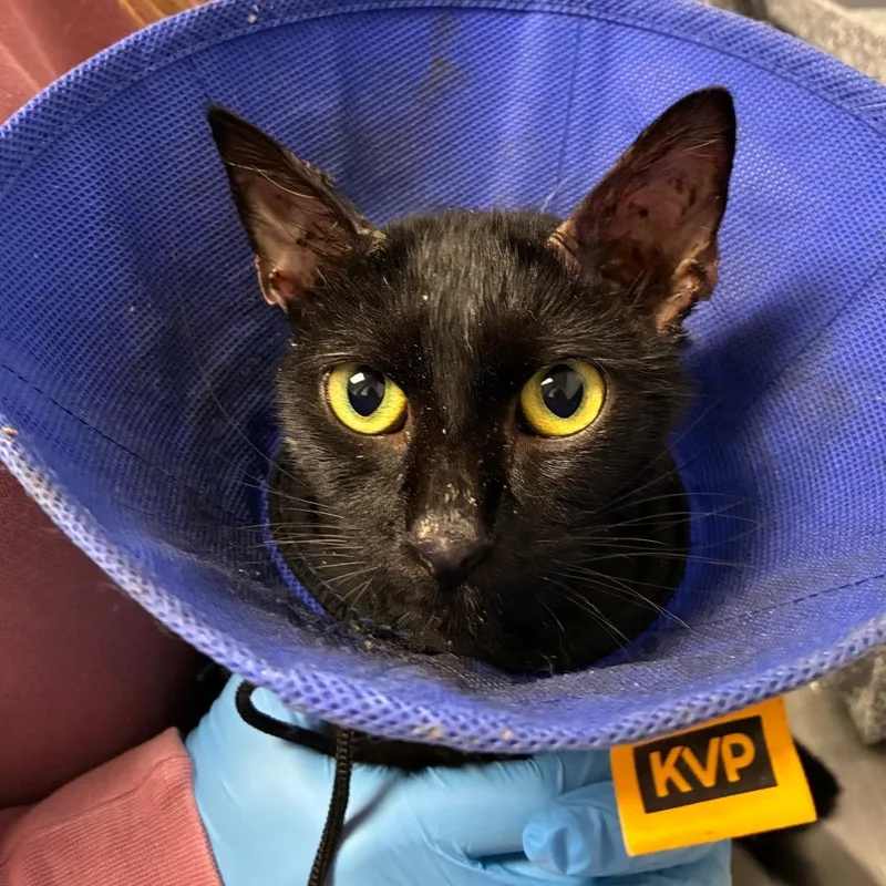 A young small-sized male Black Domestic Short Hair cat named Candy Corn for adoption in Greenville, SC