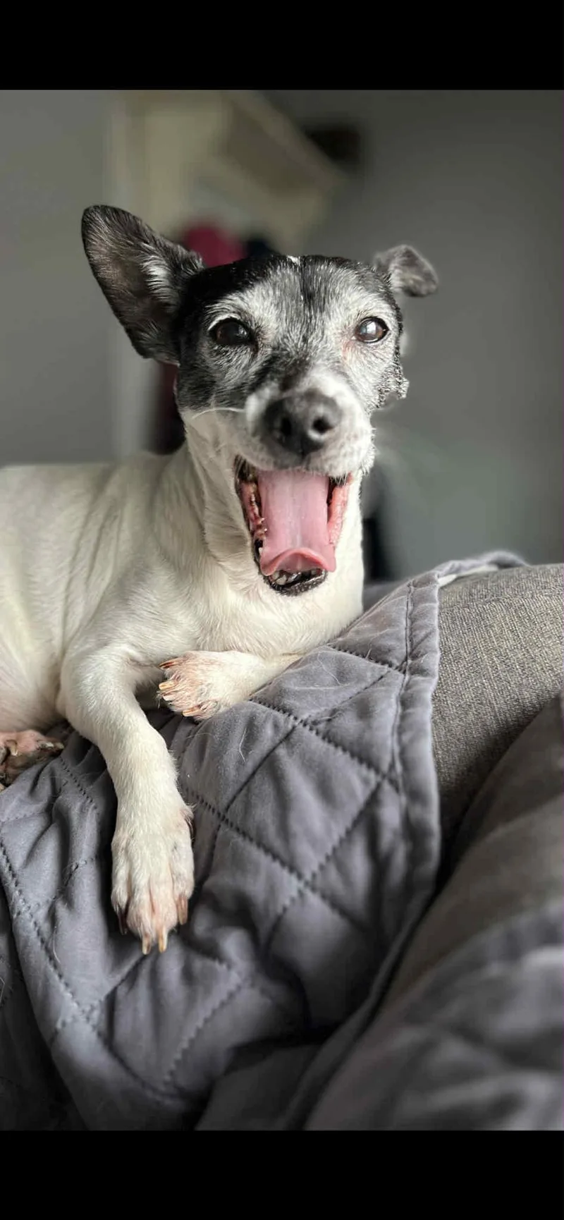 A senior small-sized female Jack Russell Terrier dog named Aster for adoption in Elizabethtown, PA