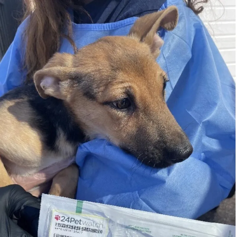 A baby large-sized female German Shepherd Dog dog named Emma for adoption in Farmersville, OH