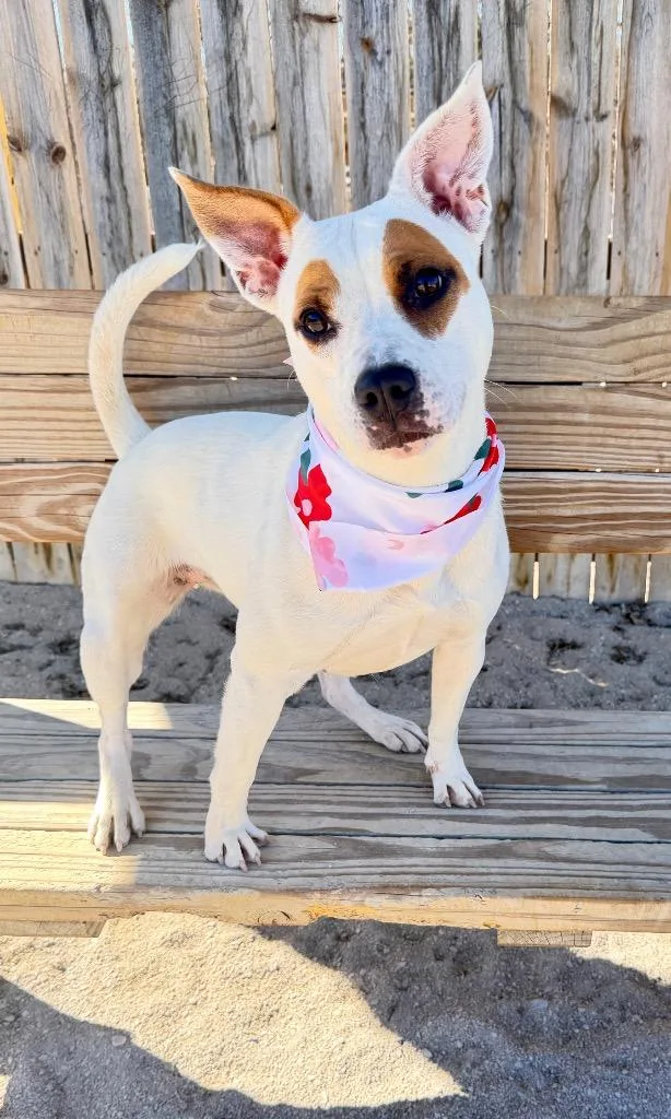 A young small-sized female Mixed Breed dog named Dalson for adoption in Muskegon, MI