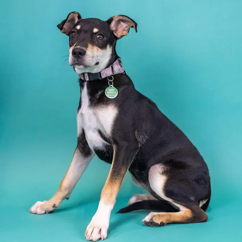 A baby small-sized female Black Mixed Breed dog named Sadie for adoption in Portland, OR