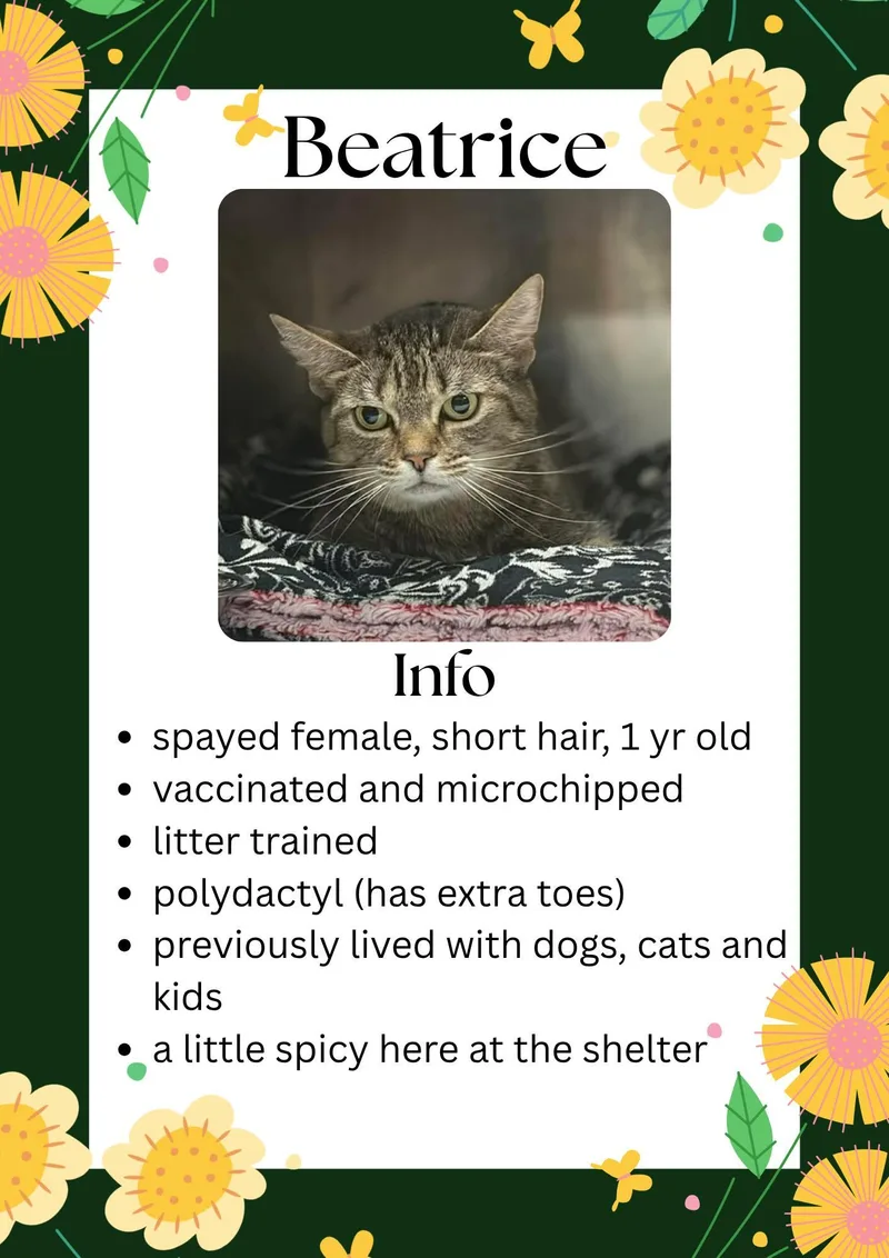 An adult medium-sized female Tabby (Brown / Chocolate) Domestic Short Hair cat named Beatrice for adoption in Greensburg, IN