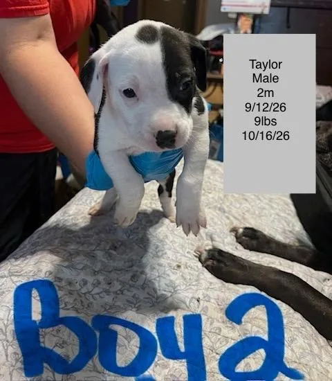 A baby small-sized male American Staffordshire Terrier dog named Taylor for adoption in Welling, OK