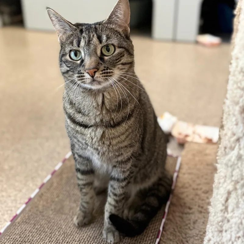 An adult medium-sized female Brown / Chocolate Domestic Short Hair cat named Bridget for adoption in Sarasota, FL