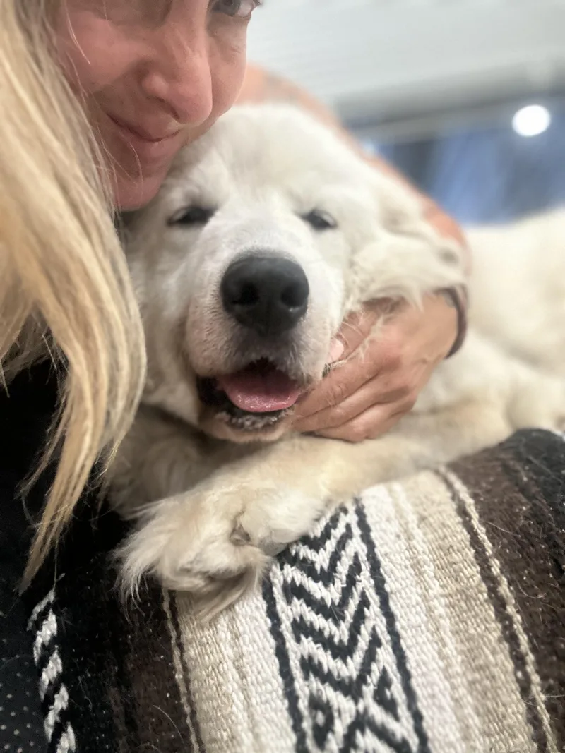 An adult large-sized female Great Pyrenees dog named Winnie for adoption in Mahwah, NJ