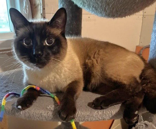 An adult medium-sized male Siamese cat named Bonsai And Buddy Boo for adoption in Shawnee, KS