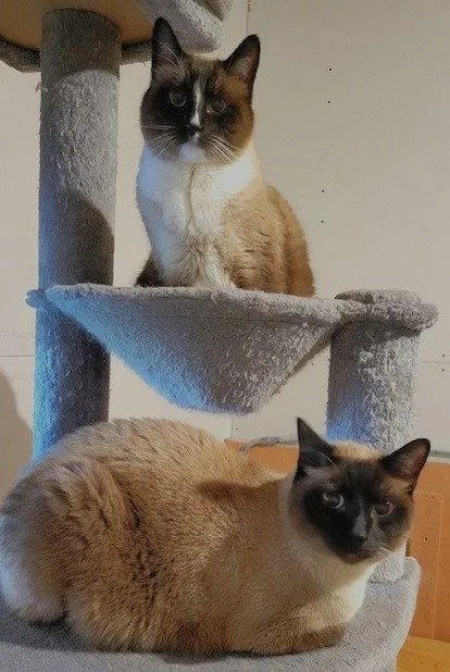 Bonsai And Buddy Boo thumbnail 2