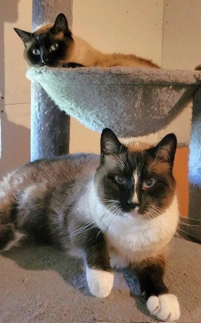 Bonsai And Buddy Boo thumbnail 3