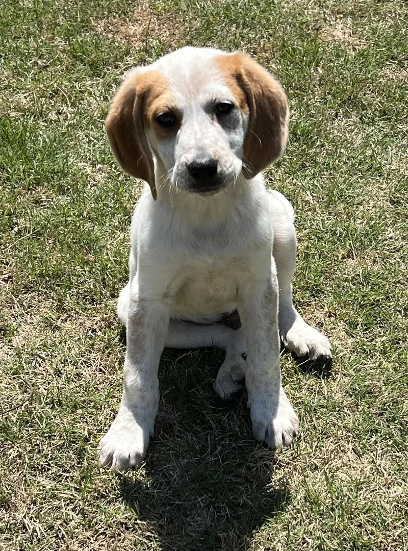 A young medium-sized male Pointer dog named Tuck for adoption in Ball Ground, GA