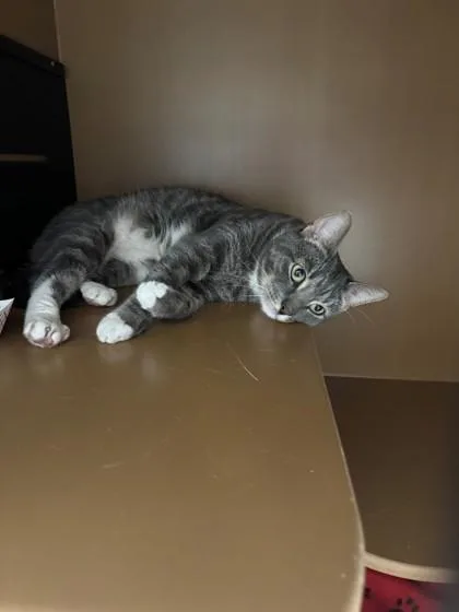 Tom Tom thumbnail 2