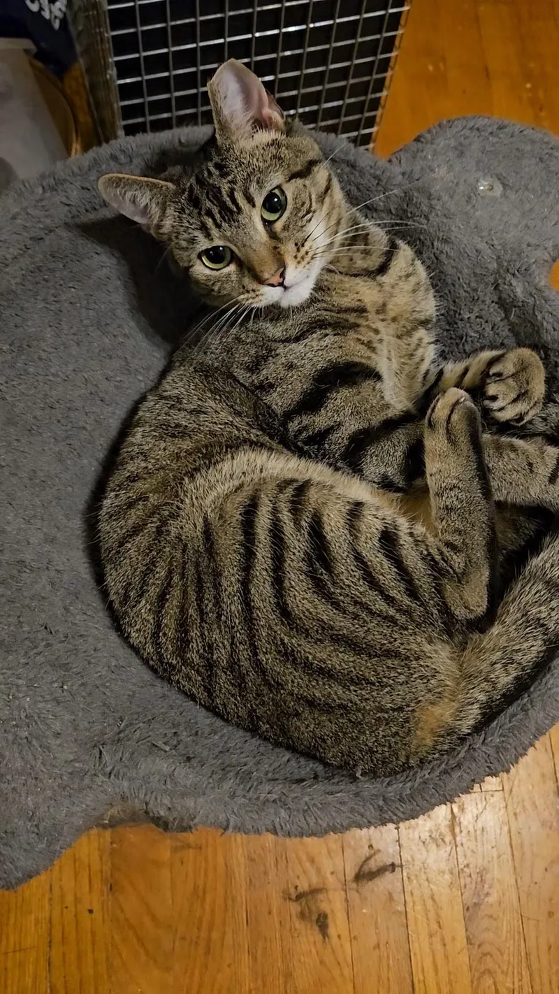 Violet N.  Sweet thumbnail 2