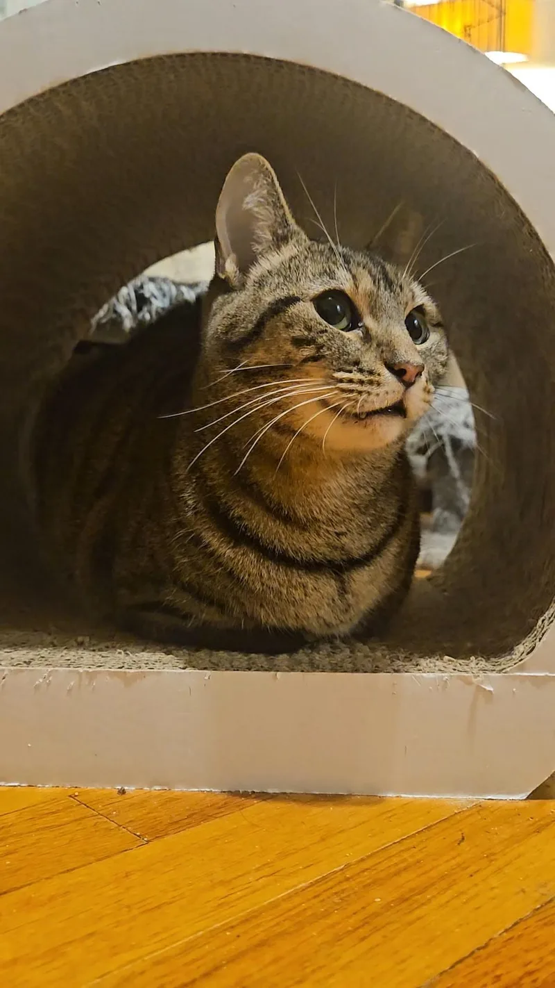 Violet N.  Sweet thumbnail 3