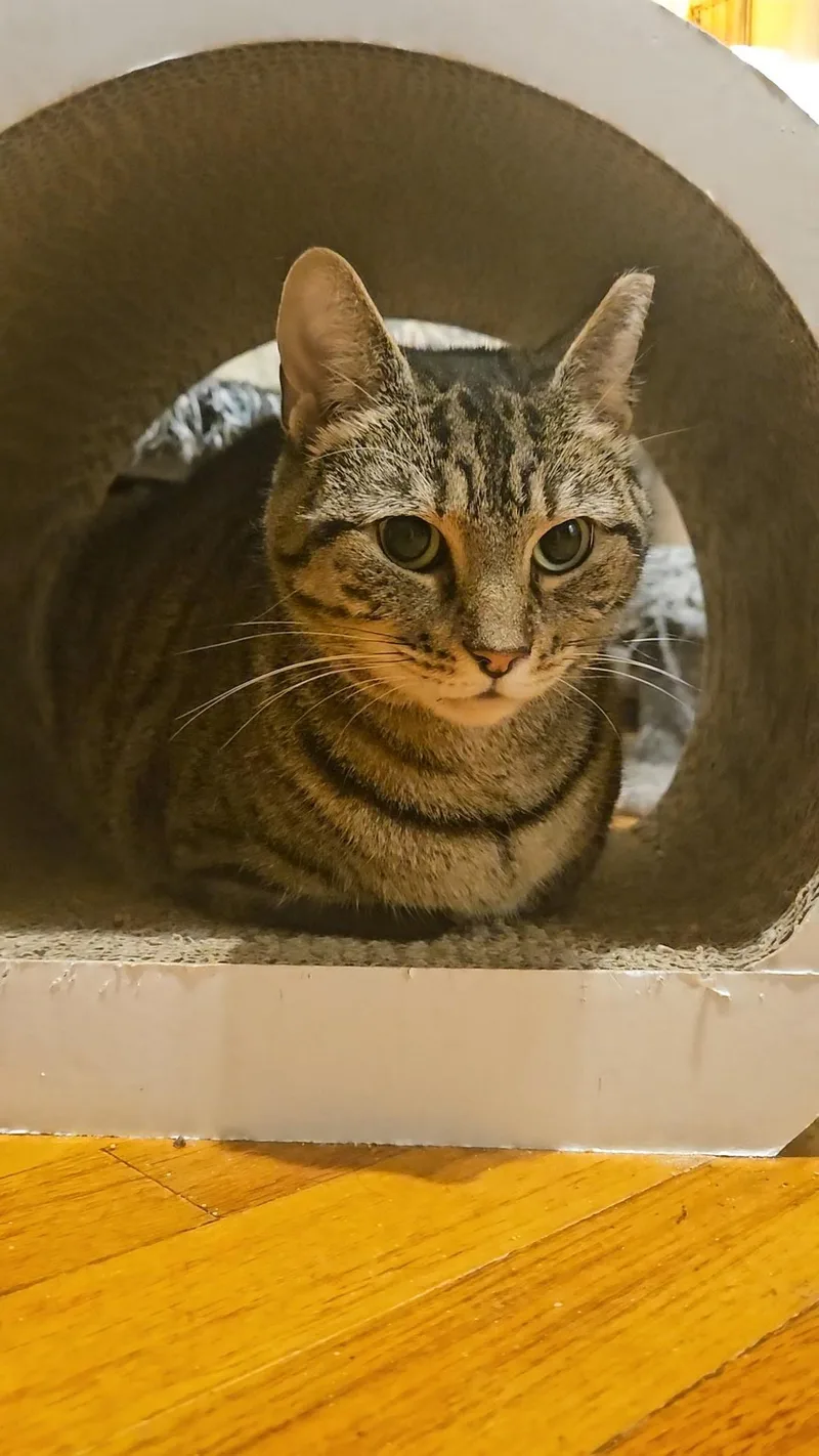 Violet N.  Sweet thumbnail 4