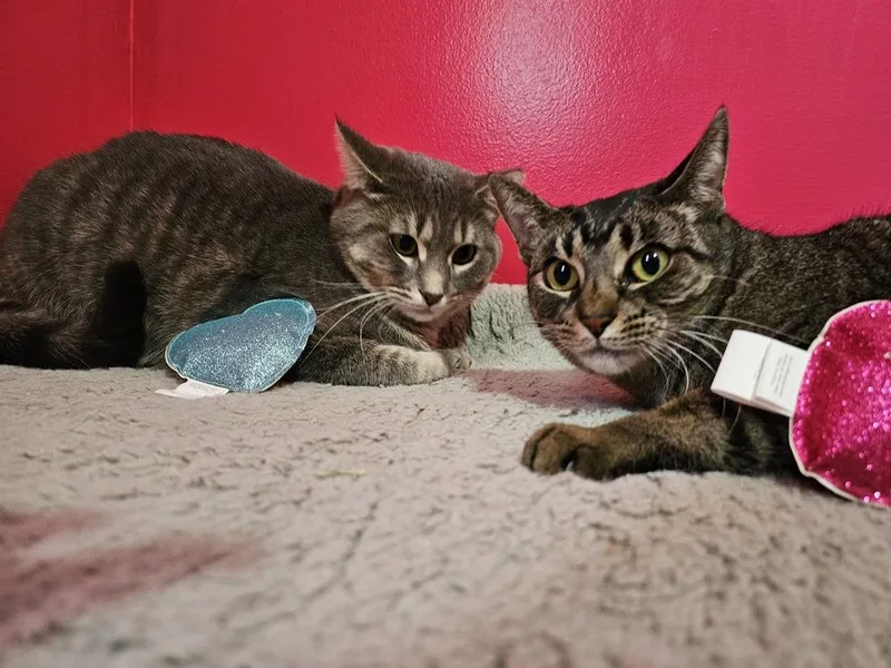 Mark Twain thumbnail 2