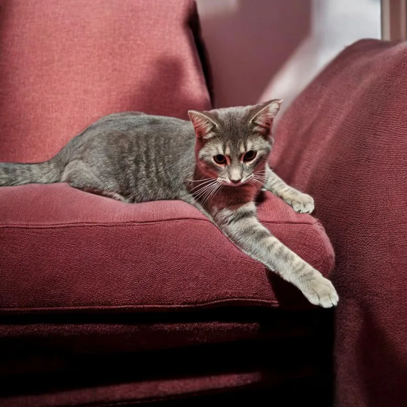 Mark Twain thumbnail 4