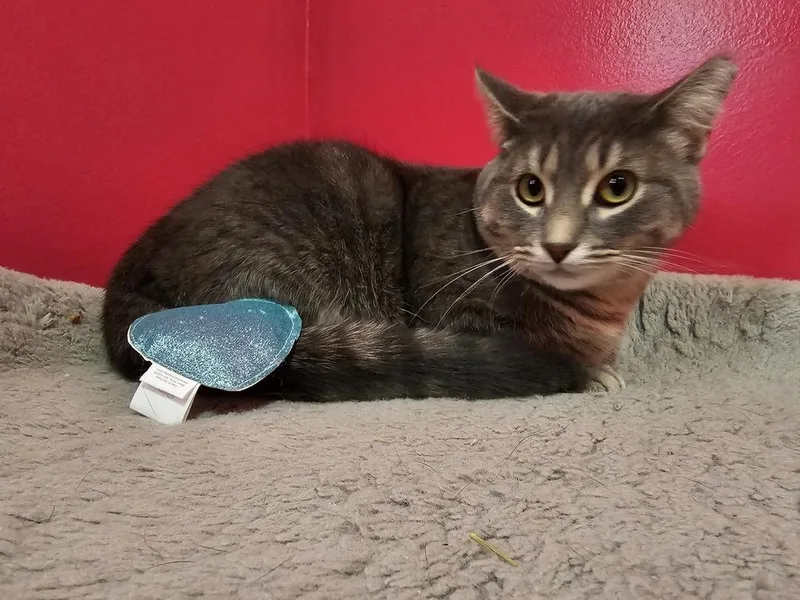 Mark Twain thumbnail 6