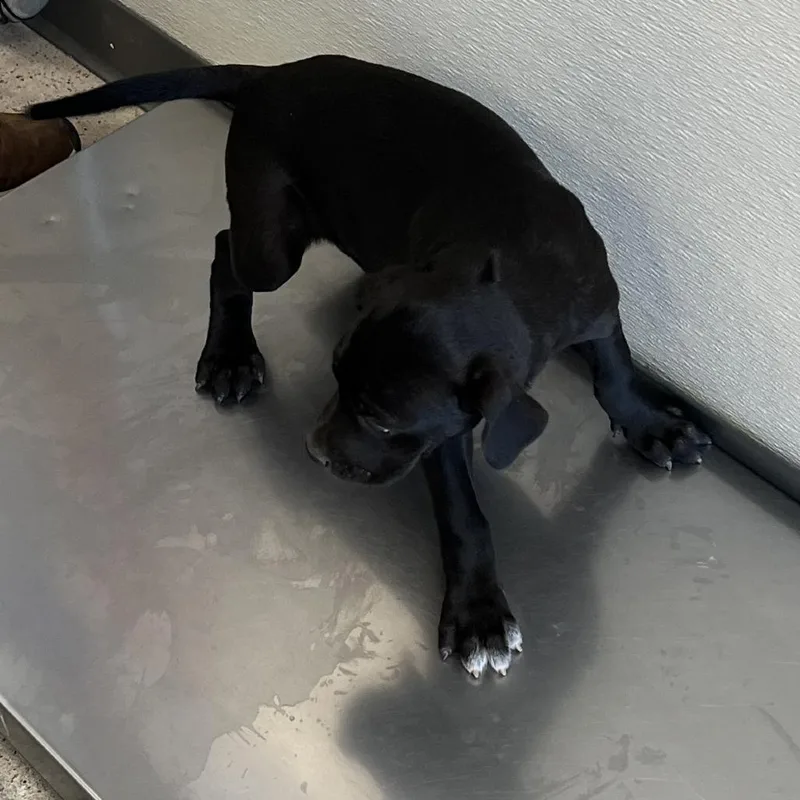 A baby small-sized male Black Mixed Breed dog named Mako for adoption in Las Cruces, NM