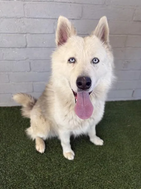 An adult large-sized male Husky dog named Clyde for adoption in Castaic, CA