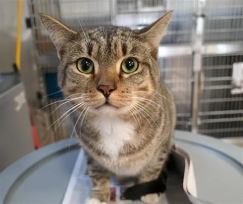 A young large-sized male Domestic Short Hair cat named Sable for adoption in San Pedro, CA