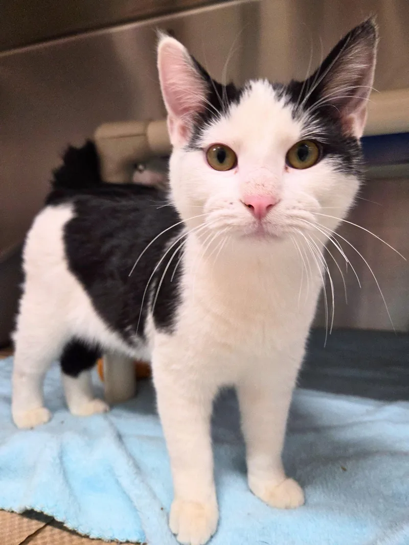 Hankie T Doolin thumbnail 2