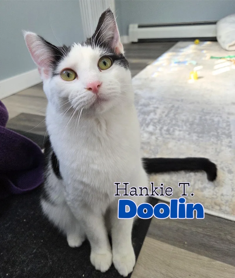Hankie T Doolin