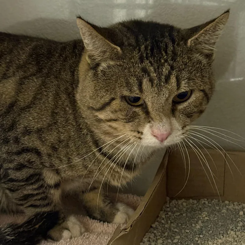 An adult large-sized male Brown / Chocolate Domestic Short Hair cat named Chunk for adoption in Yuma, AZ