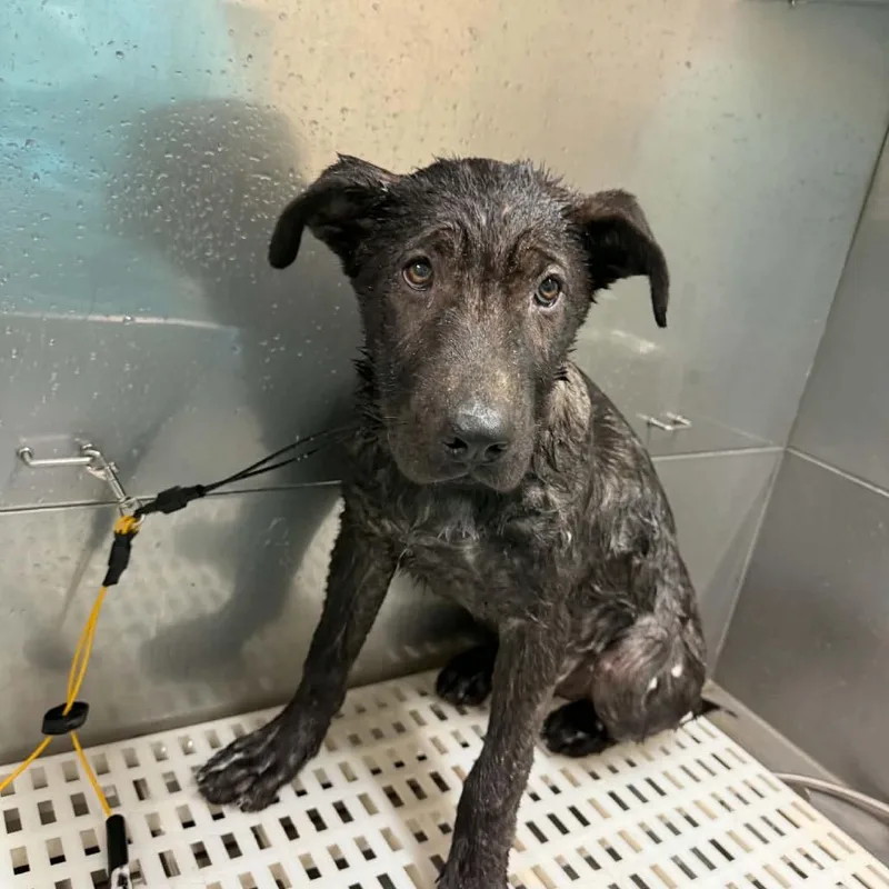 A baby large-sized male Yellow / Tan / Blond / Fawn German Shepherd Dog named Boone for adoption in Castle Pines, CO