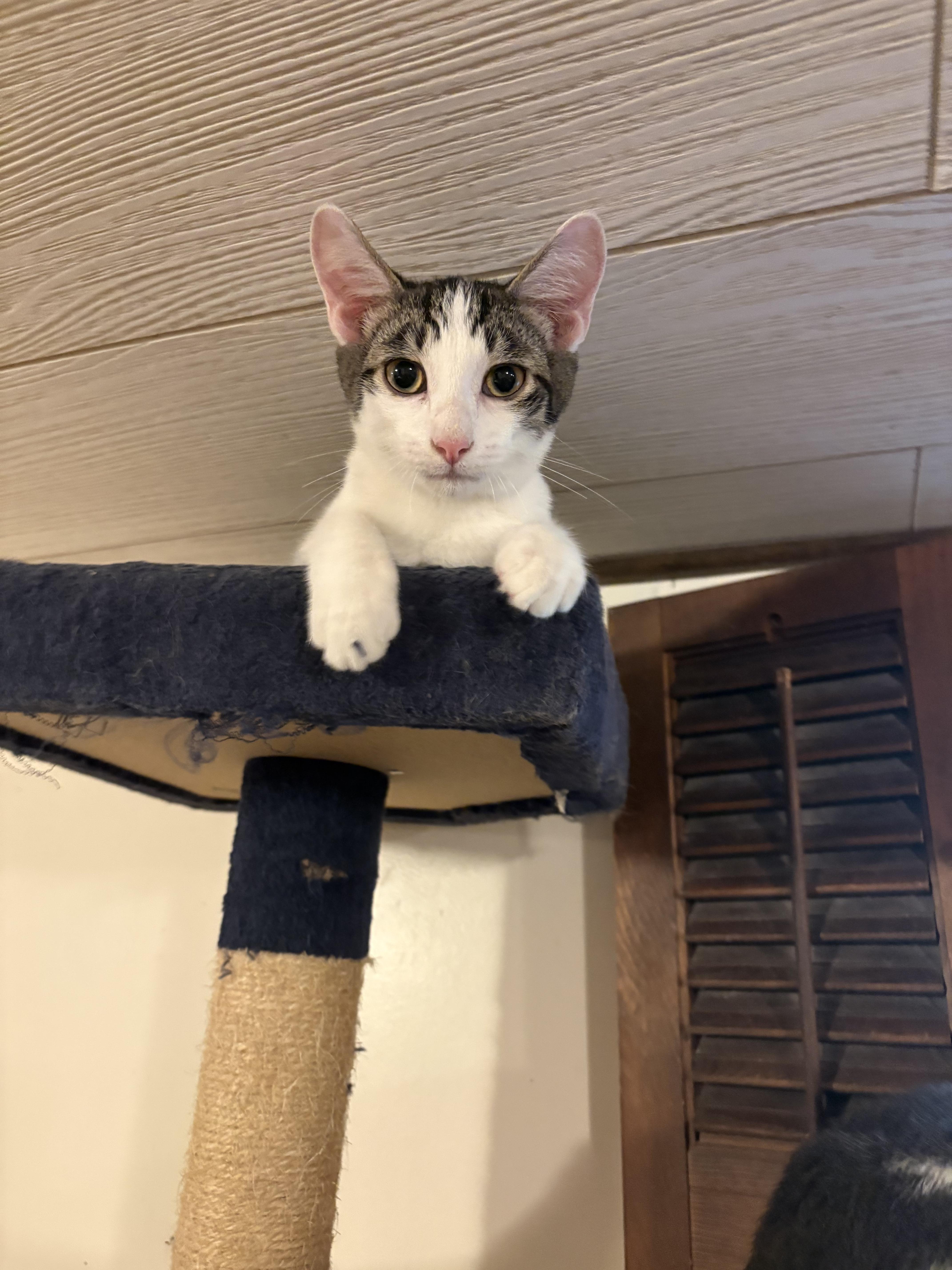 A young medium-sized male White Domestic Short Hair cat named Max for adoption in Rochester, NY