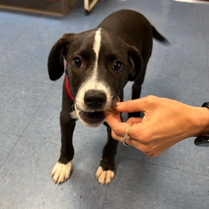 A baby small-sized male Black Mixed Breed dog named Tyson for adoption in Gainesville, FL