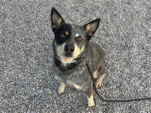 An adult large-sized male Australian Cattle Dog / Blue Heeler dog named Melbourne for adoption in Mesa, AZ