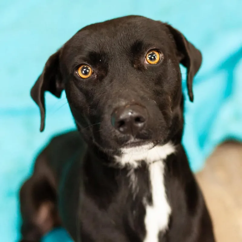 An adult medium-sized male Black Labrador Retriever dog named Chance for adoption in QUINCY, FL