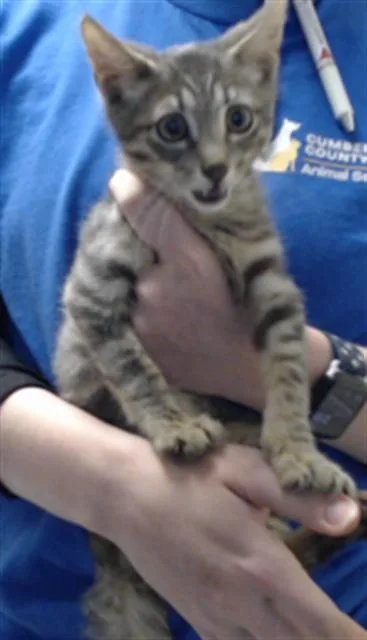 A baby small-sized male Domestic Short Hair cat named A for adoption in Fayetteville, NC