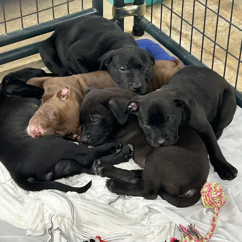 A baby medium-sized female Black Labrador Retriever dog named Sarabi for adoption in Cumberland, RI